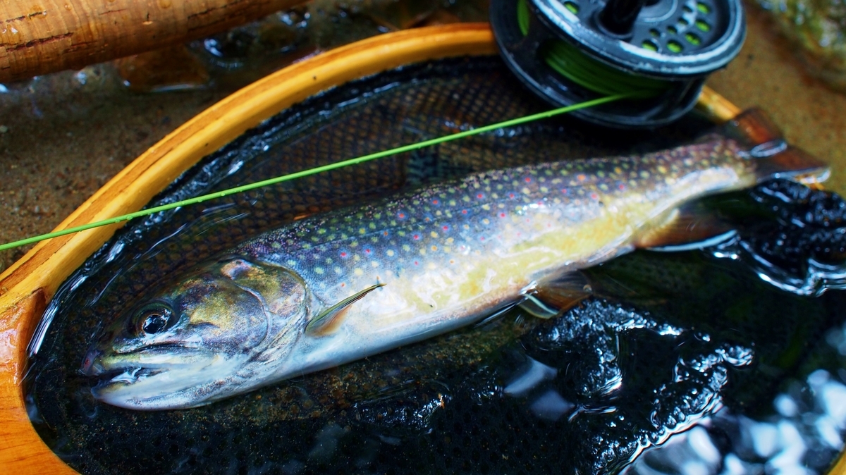 フライフィッシングは 難しいが楽しい 釣りにゃんだろう