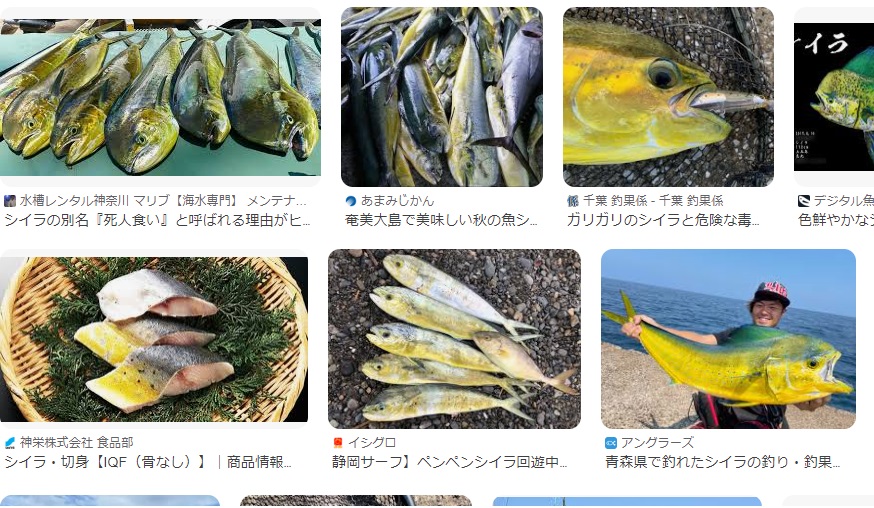 マグロのベイトフィッシュがシイラ。 - 釣りにゃんだろう