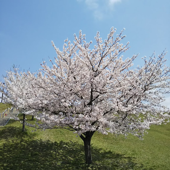 f:id:nyangoro:20190408195212j:plain f:id:nyangoro:20190408195212j:plain