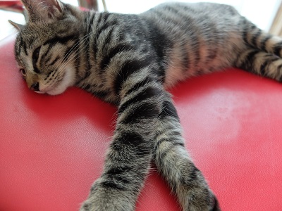 f:id:nyanhaha:20190526163753j:plain f:id:nyanhaha:20190526163753j:plain