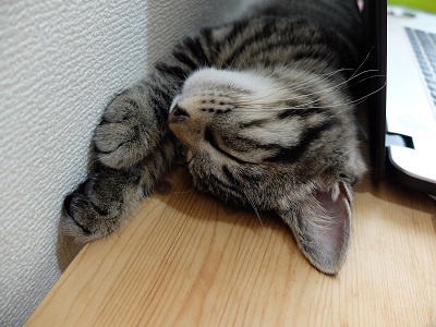 f:id:nyanhaha:20190604143219j:plain f:id:nyanhaha:20190604143219j:plain