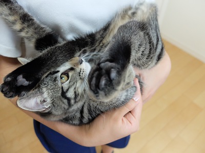 f:id:nyanhaha:20190622184111j:plain