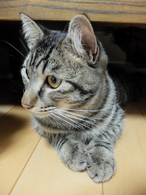 f:id:nyanhaha:20191217164954j:plain f:id:nyanhaha:20191217164954j:plain