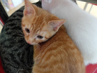 f:id:nyanhaha:20191217165522j:plain f:id:nyanhaha:20191217165522j:plain