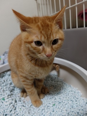 保護猫さんダメでした とスギ薬局の懸賞 キャンペーン情報 にゃん母の懸賞当選生活