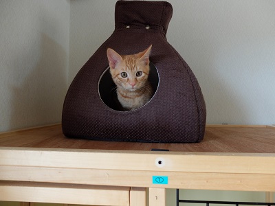 f:id:nyanhaha:20200116165017j:plain