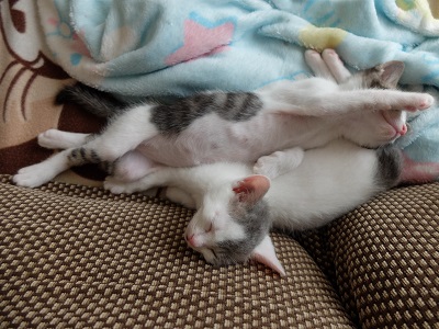 当選1件とバローの懸賞 キャンペーン情報 にゃん母の懸賞当選生活