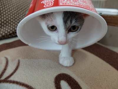 f:id:nyanhaha:20200622171600j:plain f:id:nyanhaha:20200622171600j:plain