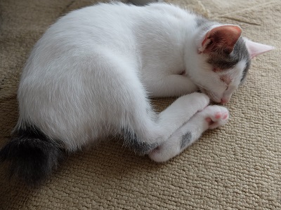 f:id:nyanhaha:20200703182945j:plain f:id:nyanhaha:20200703182945j:plain