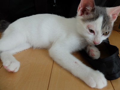 f:id:nyanhaha:20200708150136j:plain
