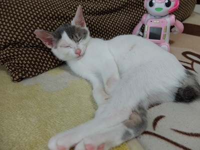 f:id:nyanhaha:20200713164822j:plain