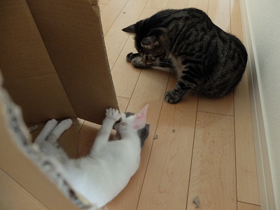 f:id:nyanhaha:20200720174826j:plain