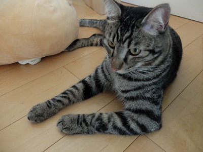 f:id:nyanhaha:20200720175236j:plain