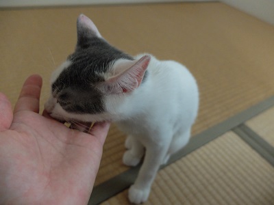 f:id:nyanhaha:20200807171019j:plain