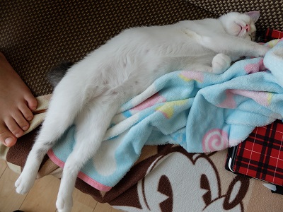 f:id:nyanhaha:20200810182624j:plain