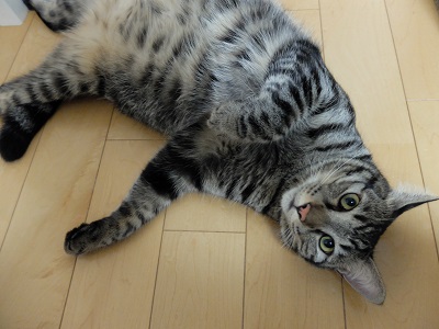 f:id:nyanhaha:20200812190014j:plain f:id:nyanhaha:20200812190014j:plain