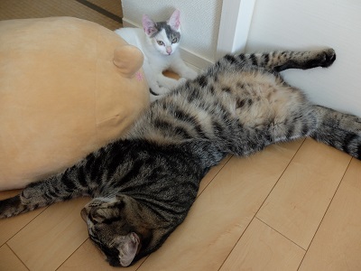 f:id:nyanhaha:20200816170700j:plain