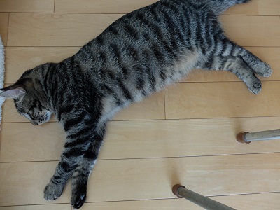 f:id:nyanhaha:20200817164804j:plain
