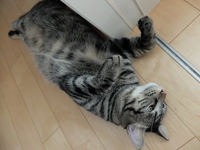 f:id:nyanhaha:20200819154806j:plain