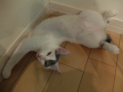 f:id:nyanhaha:20200820190411j:plain