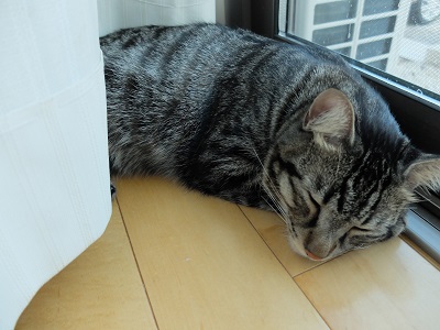 f:id:nyanhaha:20200820190623j:plain