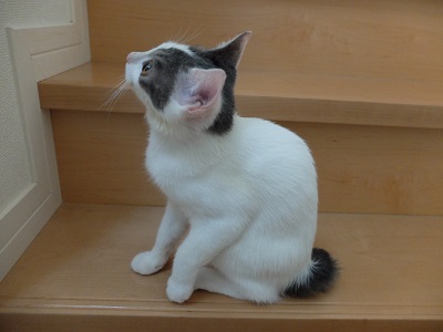 f:id:nyanhaha:20200822185706j:plain
