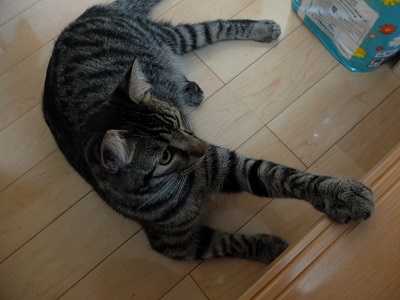 f:id:nyanhaha:20200822190137j:plain
