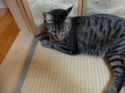 f:id:nyanhaha:20200826155813j:plain