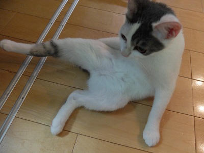 f:id:nyanhaha:20200829184715j:plain f:id:nyanhaha:20200829184715j:plain