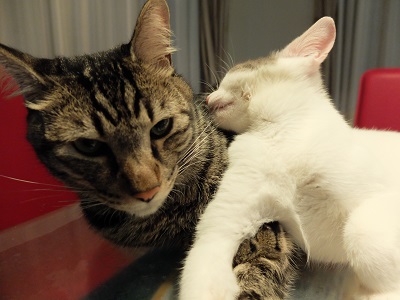 f:id:nyanhaha:20200831172239j:plain