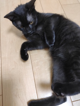 当選2件とオークワ パレマルシェの懸賞 キャンペーン情報 欲しい物当たる にゃん母の懸賞当選生活