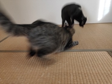 f:id:nyanhaha:20201021115513j:plain f:id:nyanhaha:20201021115513j:plain