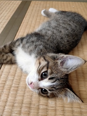 f:id:nyanhaha:20210607172911j:plain