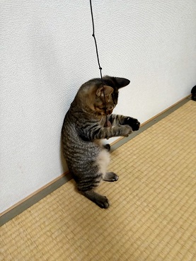 f:id:nyanhaha:20210906173539j:plain