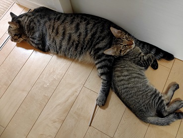 f:id:nyanhaha:20210907201710j:plain