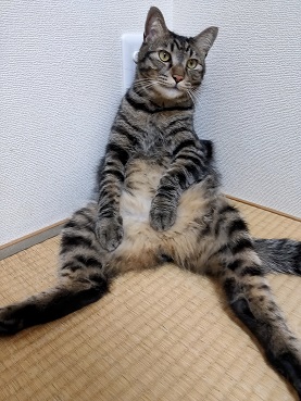 f:id:nyanhaha:20210908170945j:plain