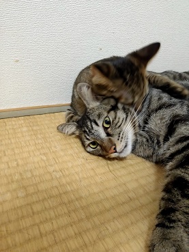 f:id:nyanhaha:20210919172246j:plain