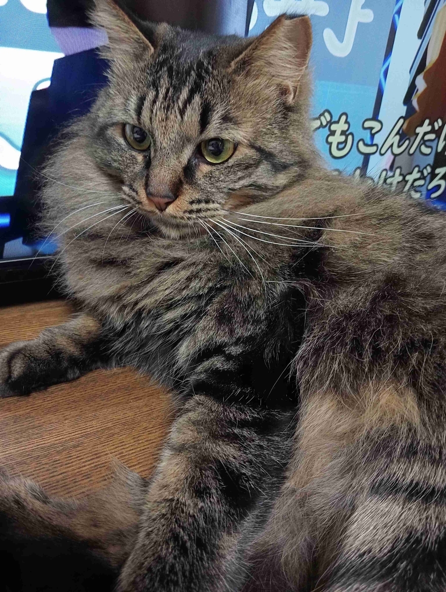 当選1件と一号館の懸賞・キャンペーン情報 - にゃん母の懸賞当選生活