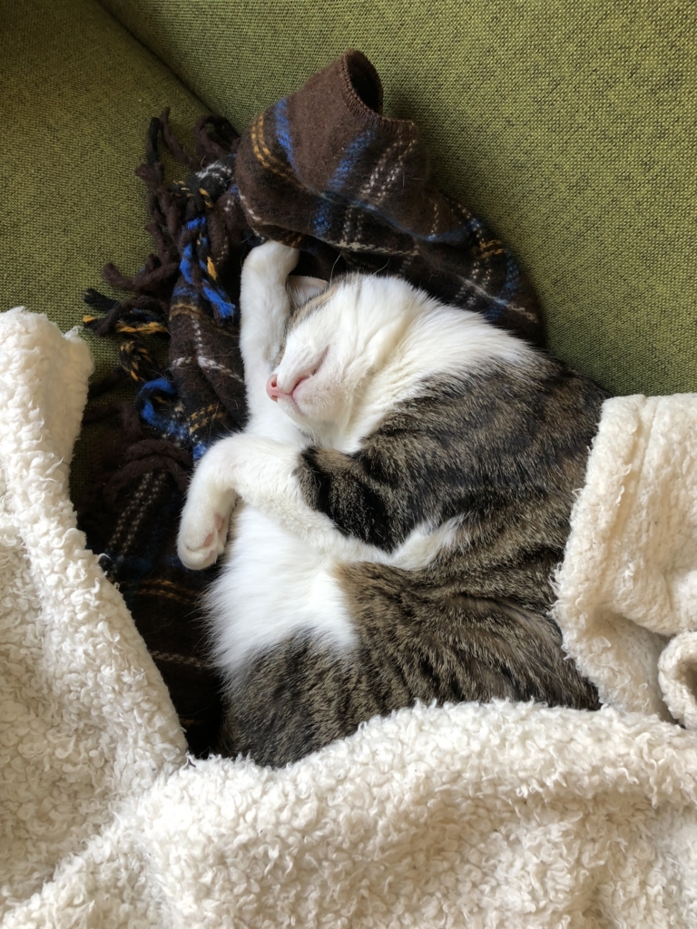 f:id:nyanioshi:20171108220351j:plain f:id:nyanioshi:20171108220351j:plain