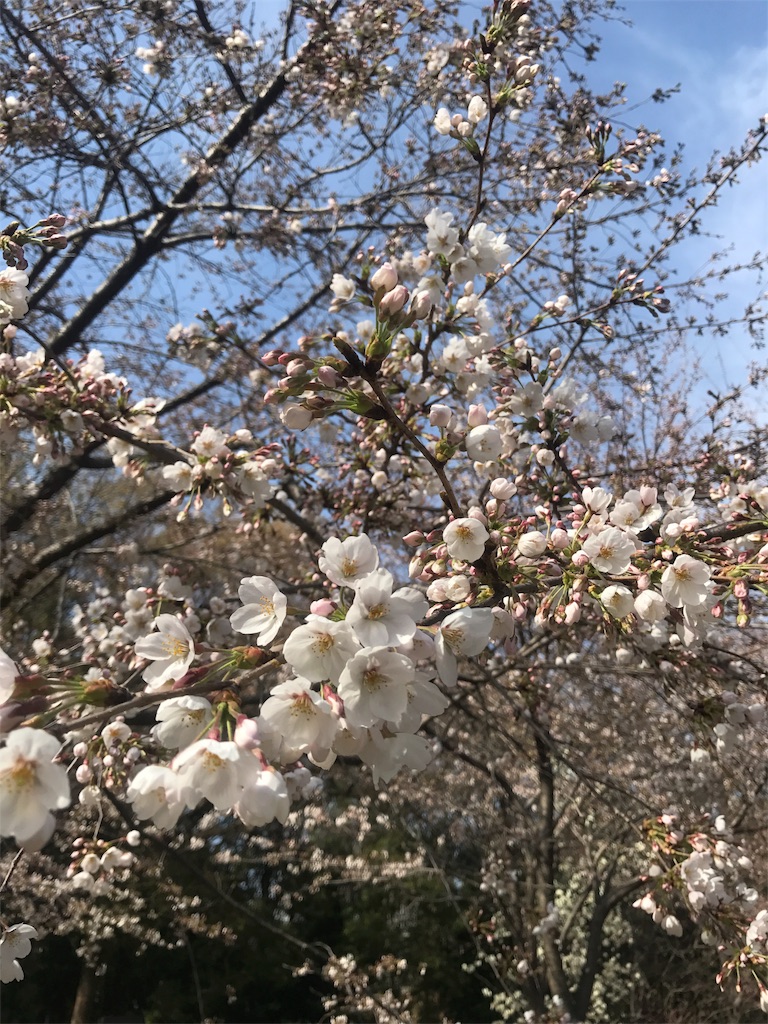 f:id:nyanko-fx:20180409075104j:image f:id:nyanko-fx:20180409075104j:image