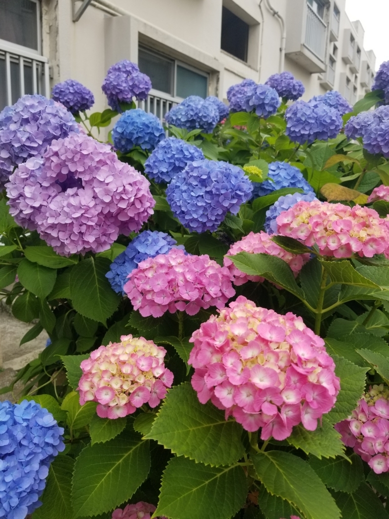 f:id:nyankonohousoku:20180529221648j:plain f:id:nyankonohousoku:20180529221648j:plain