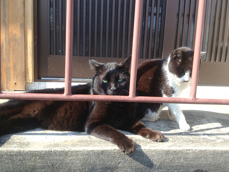 f:id:nyankorogy:20130413151210j:image:w360