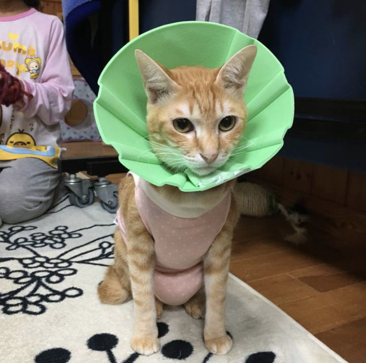 f:id:nyanmamachan:20220108201539j:plain