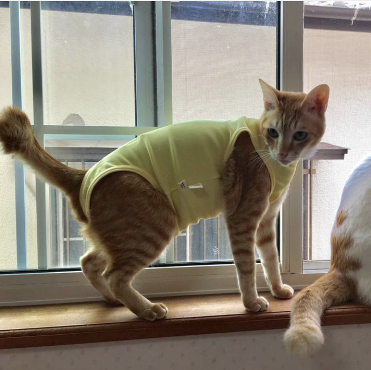 f:id:nyanmamachan:20220108202222j:plain