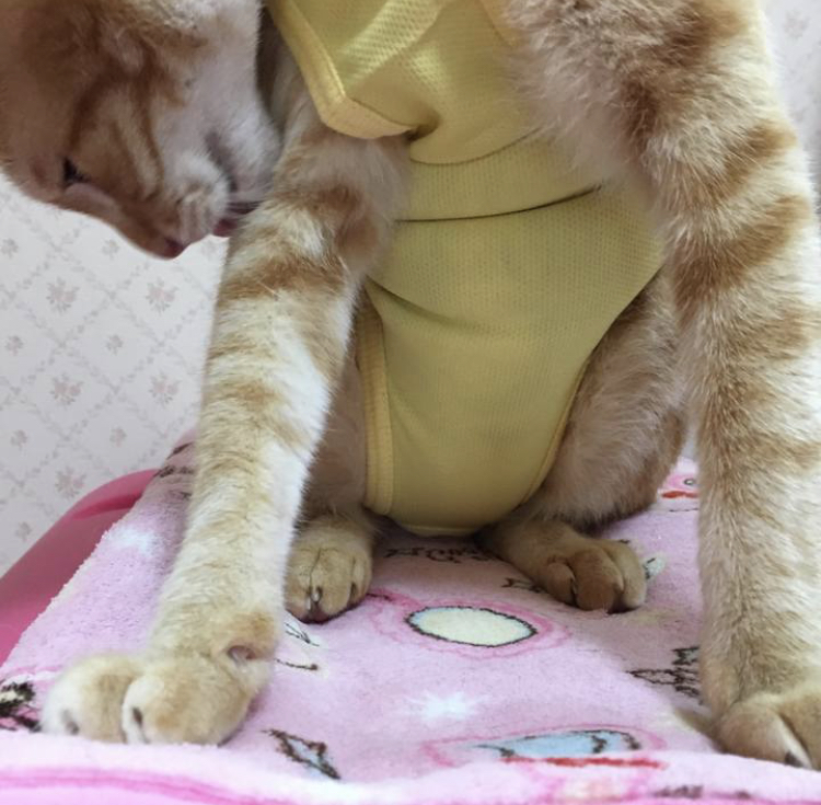 f:id:nyanmamachan:20220108202510j:plain