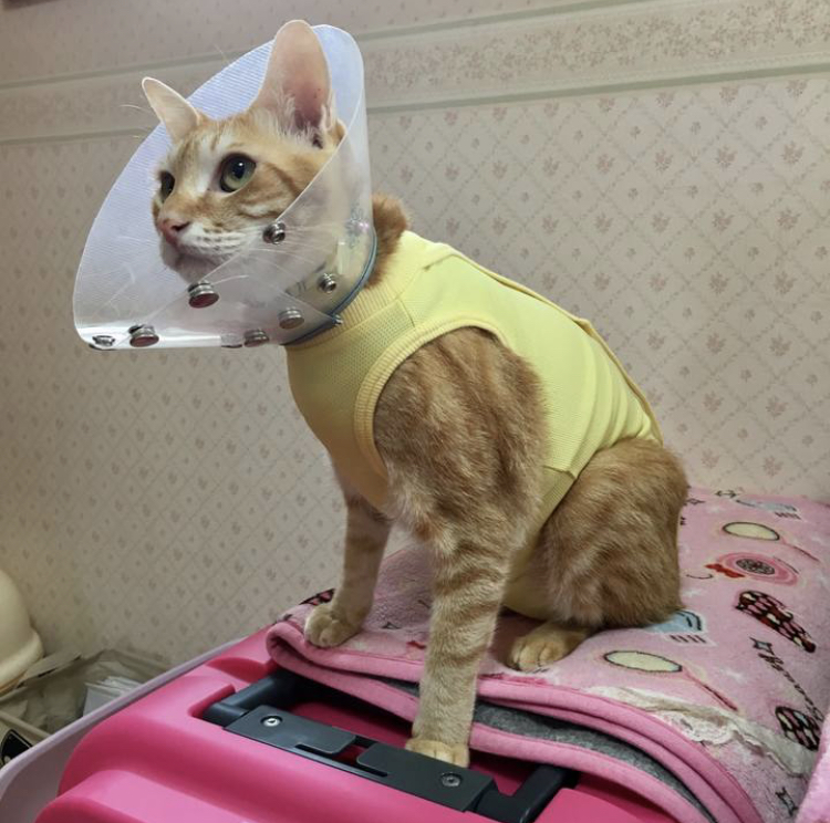 f:id:nyanmamachan:20220108202632j:plain