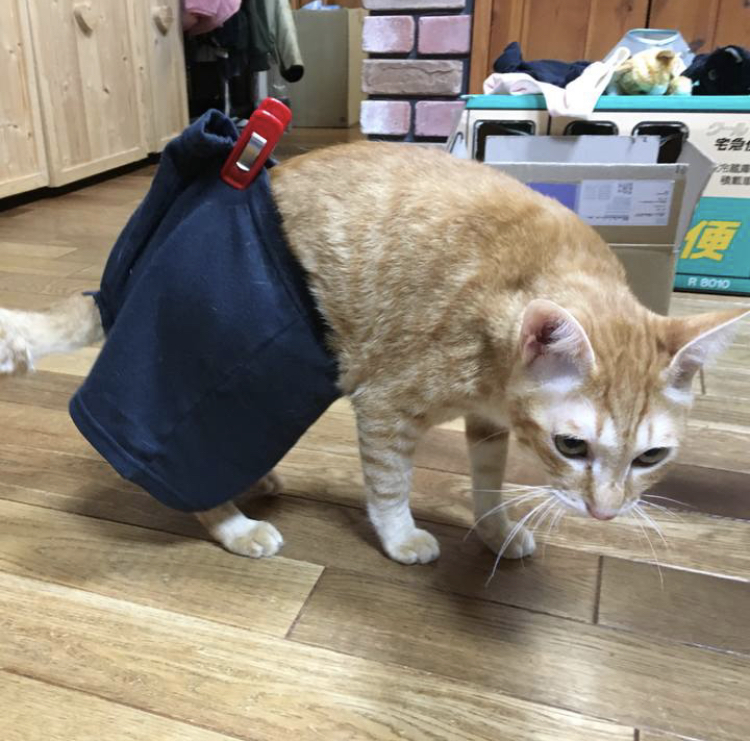 f:id:nyanmamachan:20220109214232j:plain