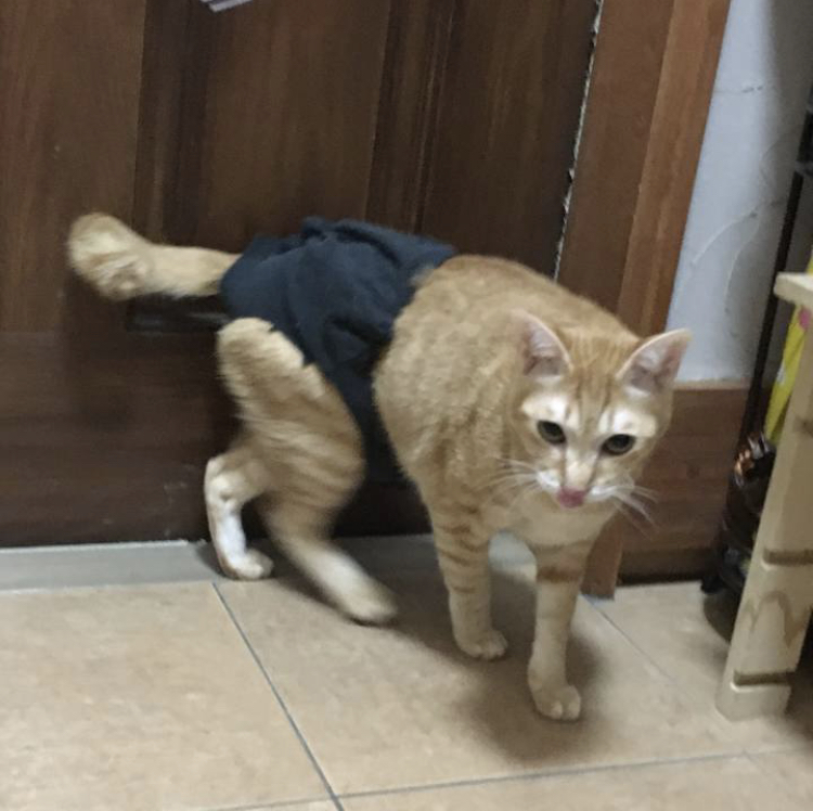 f:id:nyanmamachan:20220109214352j:plain