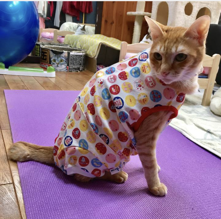 f:id:nyanmamachan:20220109215457j:plain