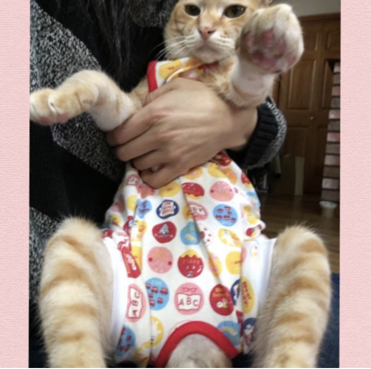 f:id:nyanmamachan:20220109215818j:plain